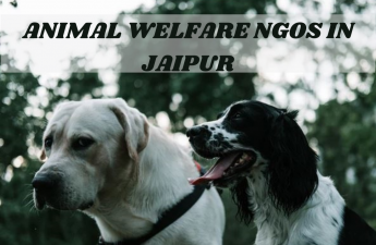 animal welfare NGO in Jaipur