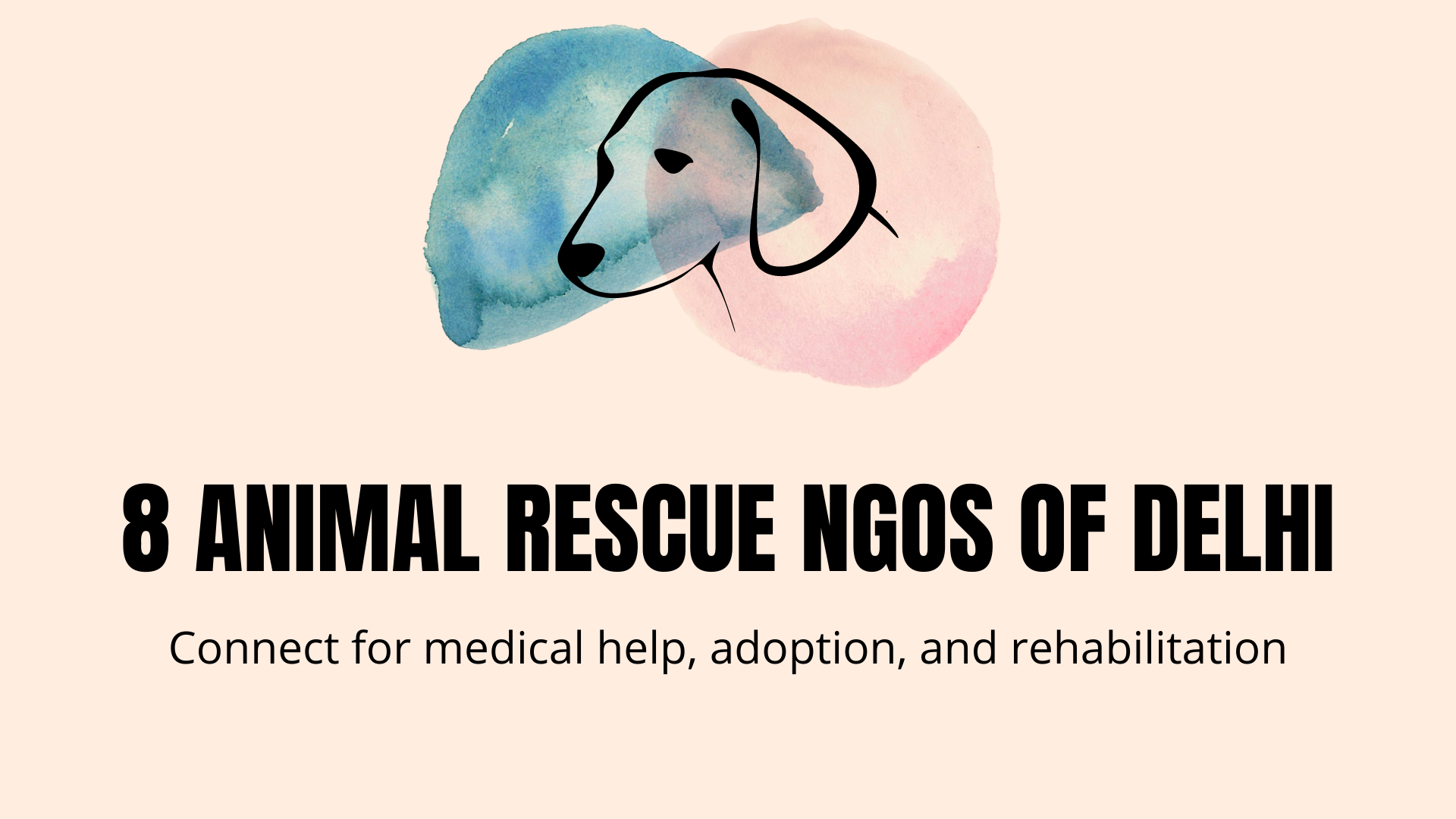Top Animal Rescue NGOs of Delhi For Rehabilitation and Support