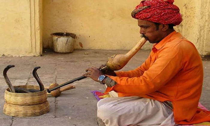 animal-cruelty-in-india-definition-facts-types-and-organizations