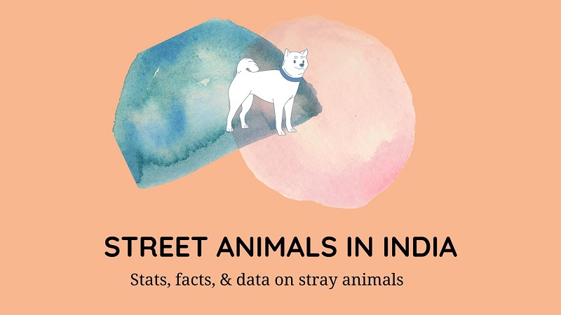 street animals in india