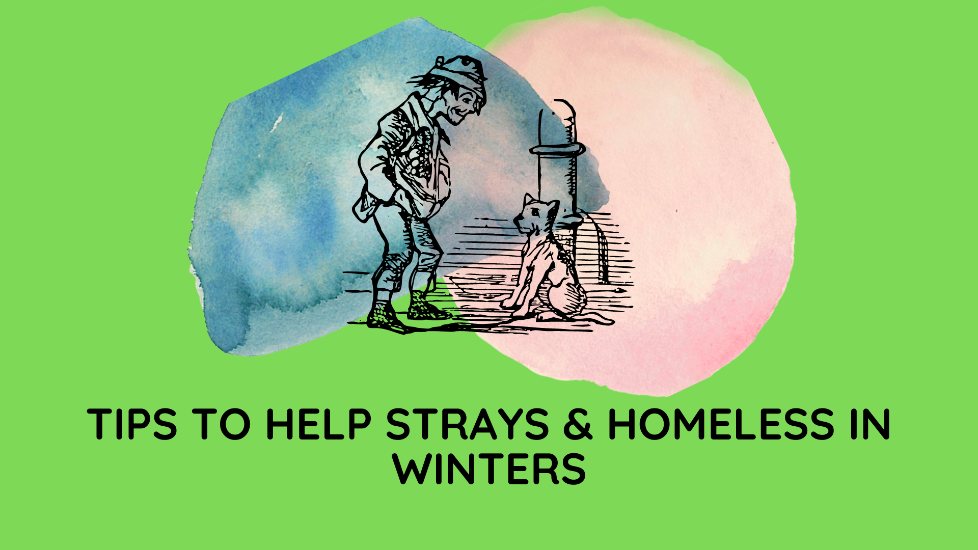 How to help strays in winter