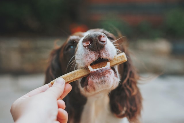 food for street dogs