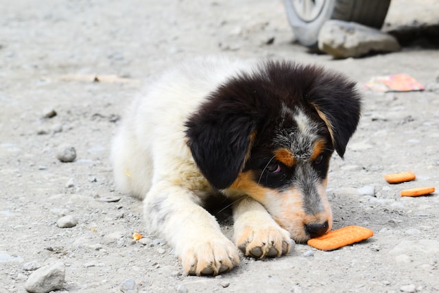 where to donate dog supplies in india