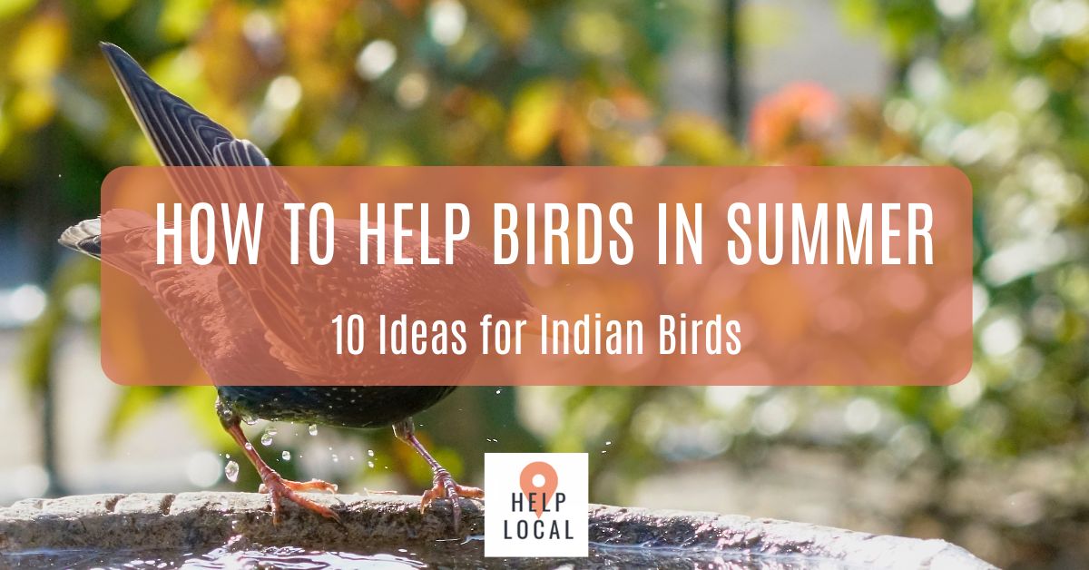 How to Help Birds in Summer