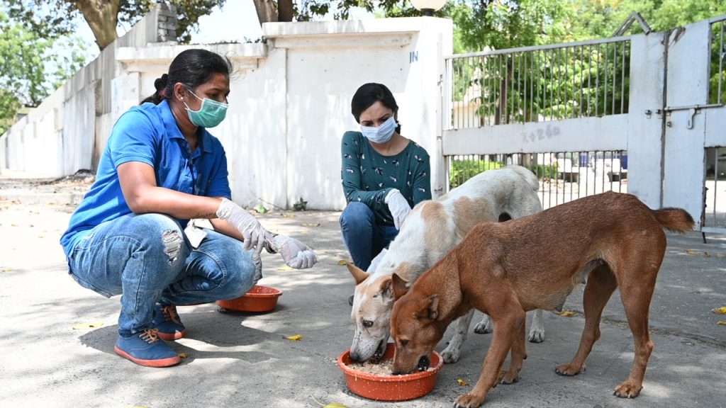 DOG NGOS AND SHELTERS