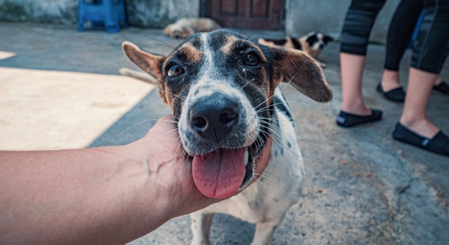adopting stray dog