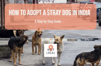 adopting stray dog