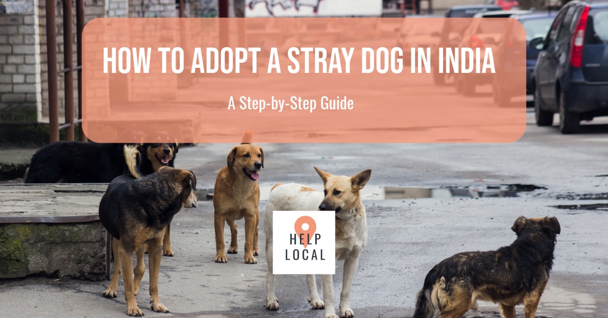 adopting stray dog